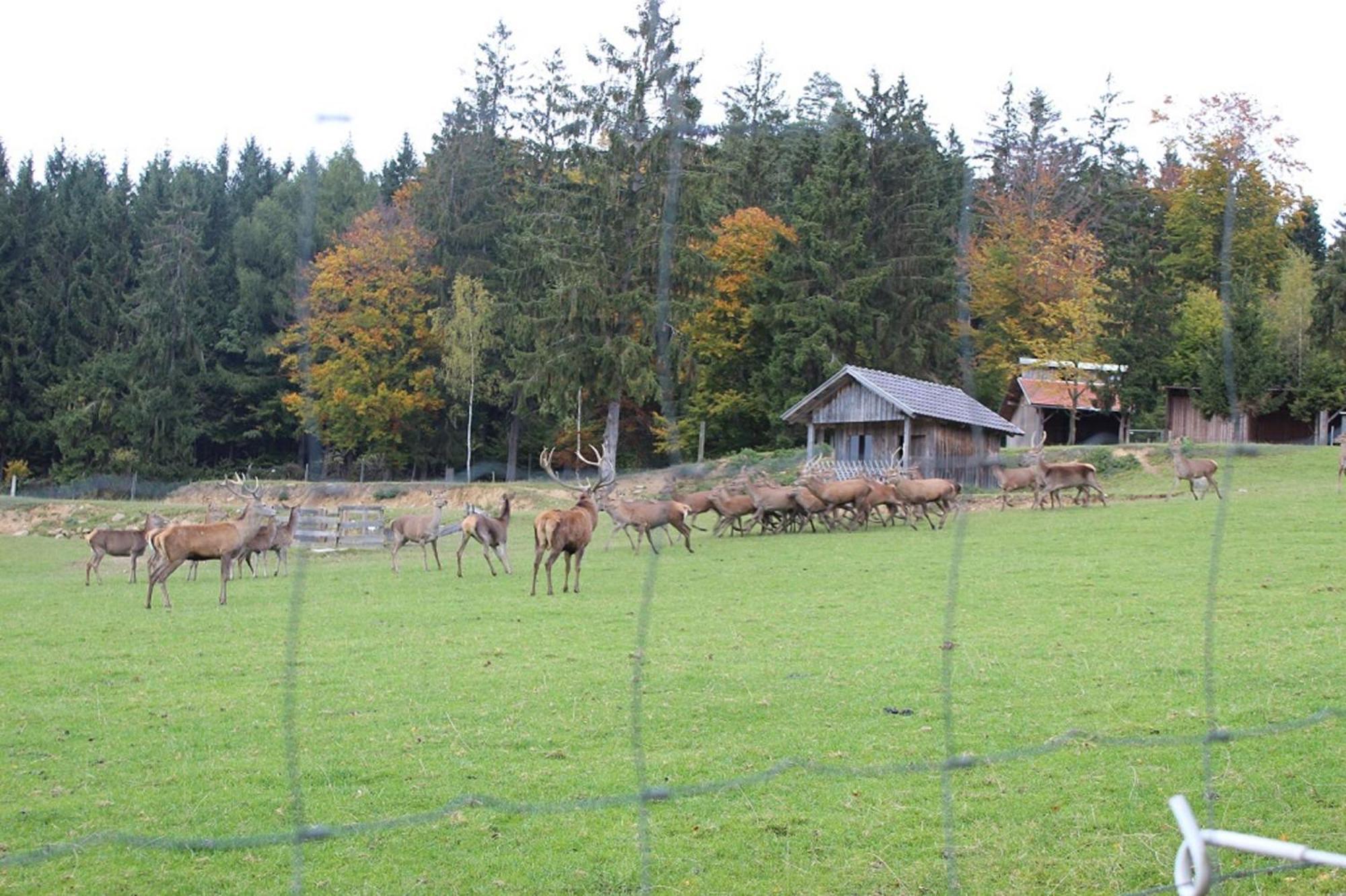 Gasthaus Zur Waldesruh Waffenbrunn Kültér fotó
